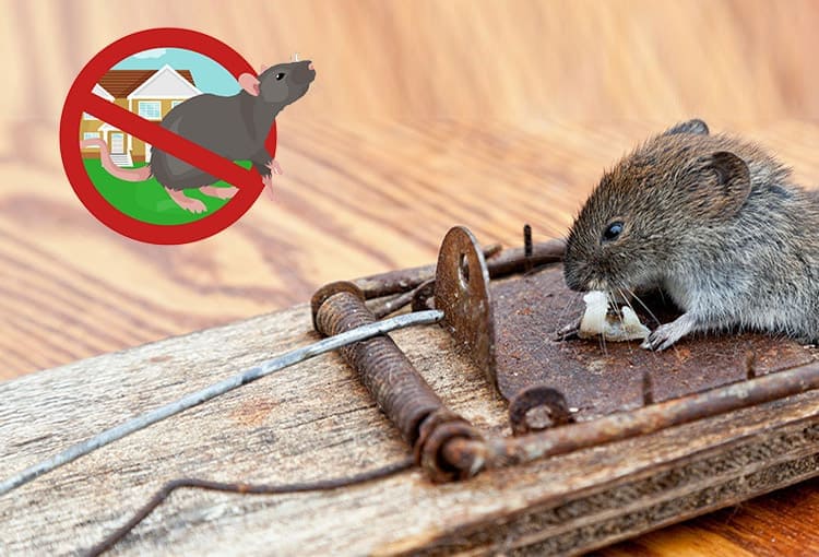 Rodent Management services in Dombivali