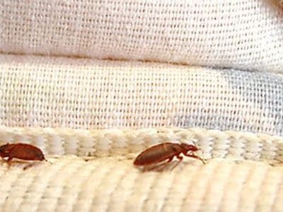 Bed Bugs Management