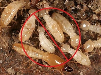 Termite Pest Management