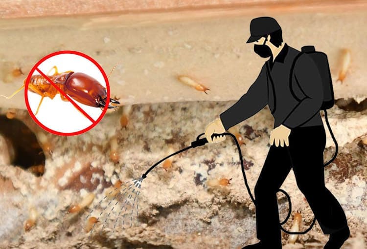 Termite Pest conrtrol services in Dombivali